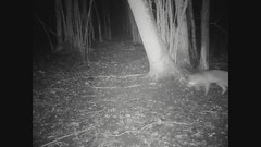 NightCam