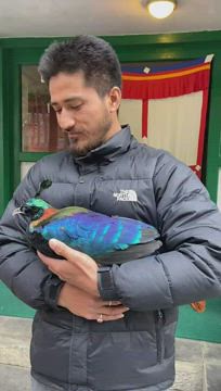 I am holding the national bird of Nepal, Danfe _ Lophophorus _ Breathtaking moment in Everest
