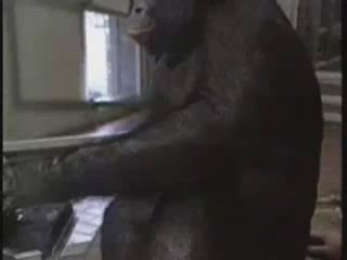 Pacman oynayan akıllı maymun