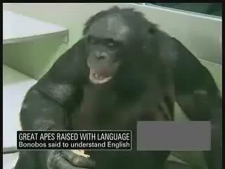 Akıllı Maymunlar
