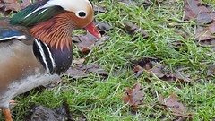 Mandarin duck, Aix galericulata, Mandarinand