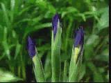 The New Grolier Multimedia Encyclopedia – Plants and Fungi – Irises Opening