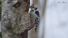 White-backed Woodpecker ♂ (Dendrocopos leucotos)