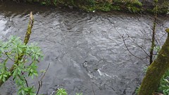 River Tame