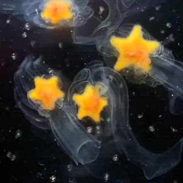 Starfish-Larva
