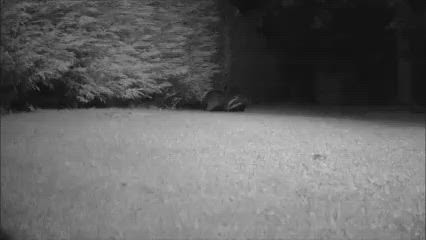 Two Badgers (trail camera footage)
