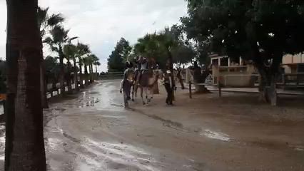 Video, Camel Ride, Mazatos Camel Park, Mazatos, Republic Of Cyprus.