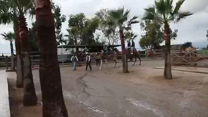 Video, Camel Ride At Mazatos Camel Park, Mazatos, Republic Of Cyprus.