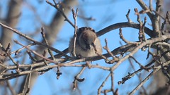Fluffy Itchy Sparrow