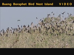 Bueng Boraphet Bird Nest Island