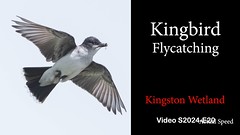 Kingston Wetland | Kingbird Catch ____   S2024-E20