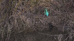 Eisvogel2