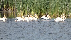 American White Pelican