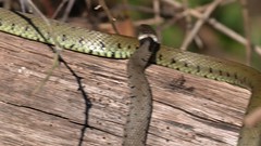 Grass Snakes - Epping Forest