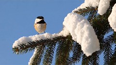 Chickadee's Snow Dance