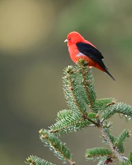Scarlet Tanager - New York