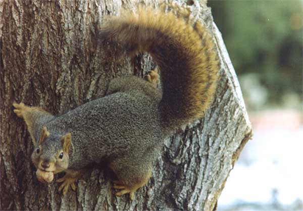 Nuts