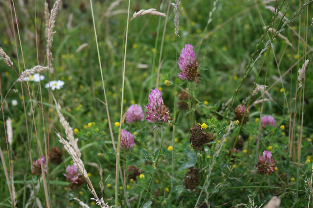 Wild Flowers #2