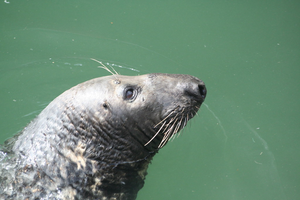 grey seals: halichoerus grypus