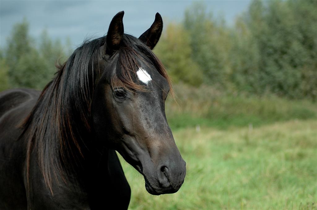 Stallion