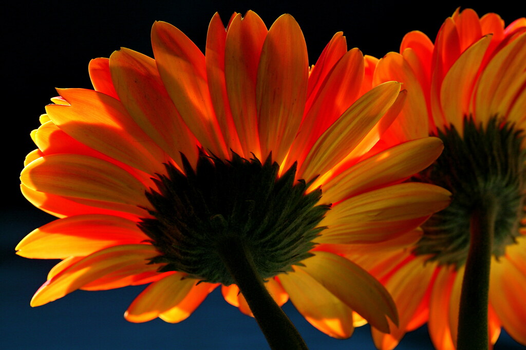 gerbera