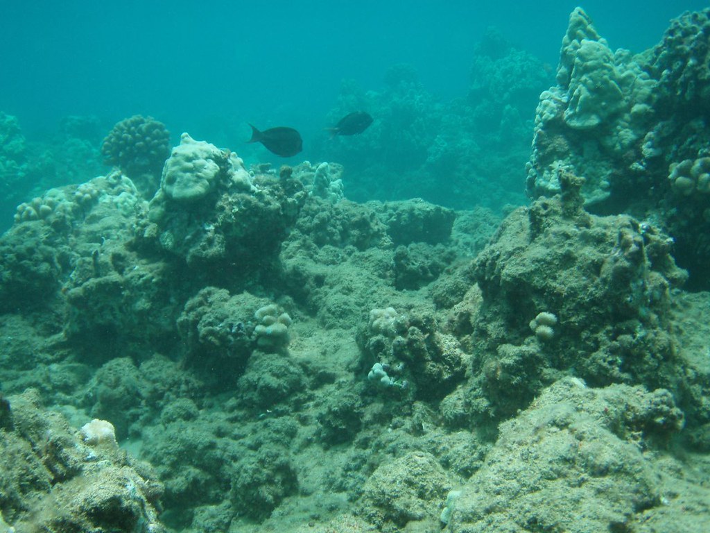 Dive1-ManaKai (42)