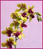 Dendrobium Paskal Kuning 'Hawaii'