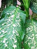 Leaves of Dieffenbachia Maculata