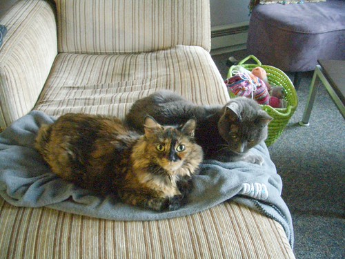 cat real estate