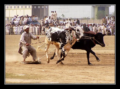 Racing bulls | Pakistani Pictures