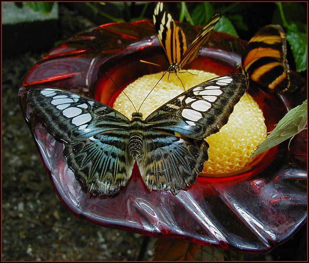 Blue Clipper getting a drink - (Parthenos sylvia)