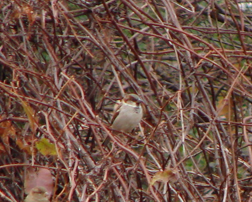 house sparrow