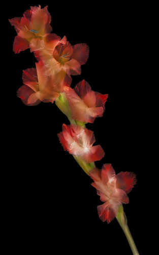 Pink Gladiolus 1