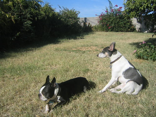 terriers in the sun