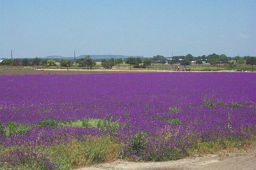 Lavender Flield