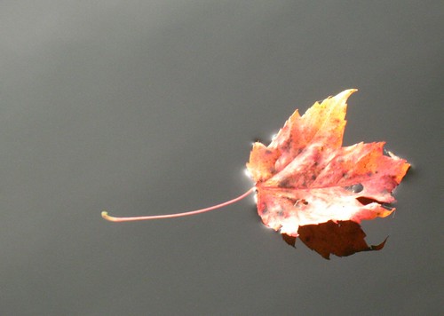 Maple leaf