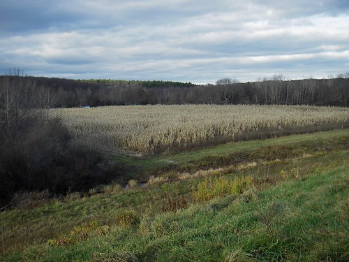 november cornfield