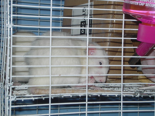 KIF_0449