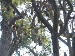Bats!