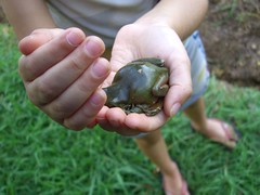 Tree Frog