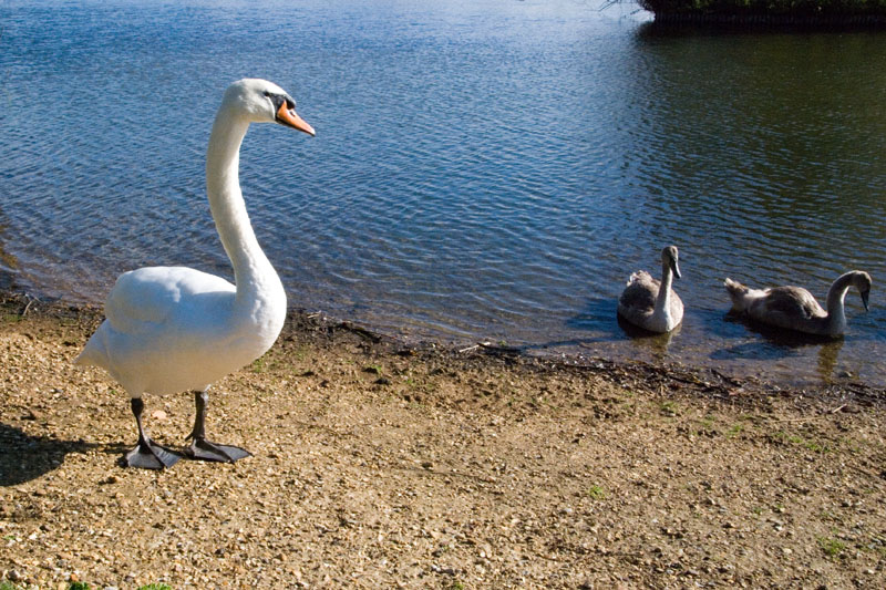 Swans