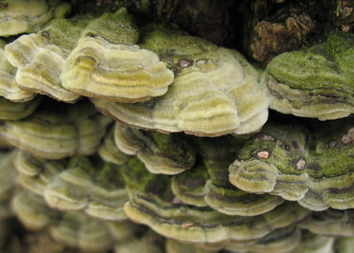 turkey-tail fungus