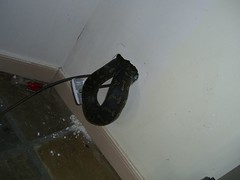 Carpet Snake