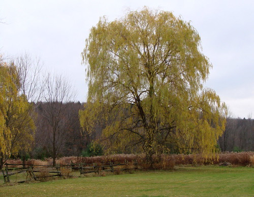 Willow