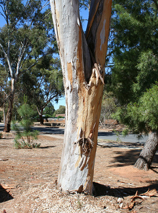GUM TREE