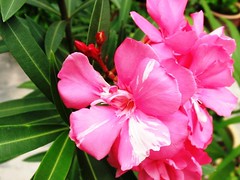 Nerium Oleander 'Pink'