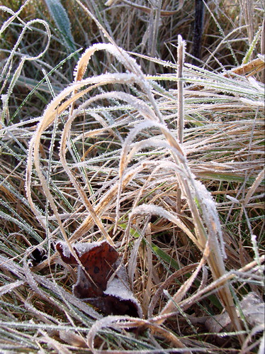 frosty grass