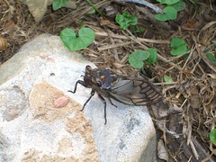 Cicada