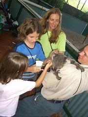 Koala Petting