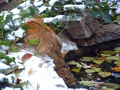 36 first snow squirrel